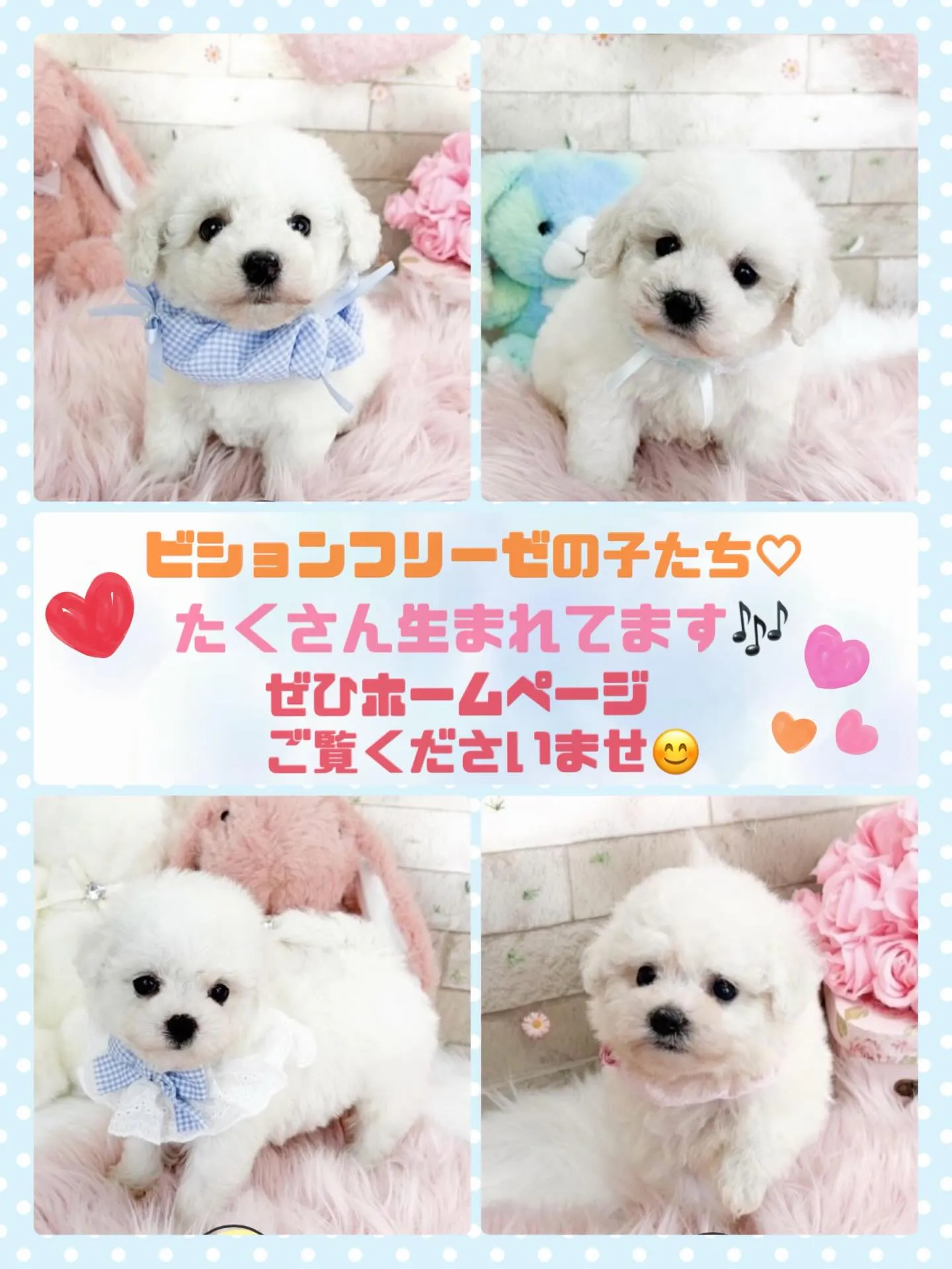 🐶🤍 ビションフリーゼの可愛い子たちが続々誕生しております🤍...